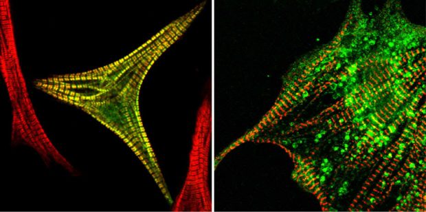 Biological cells lit up against a black background